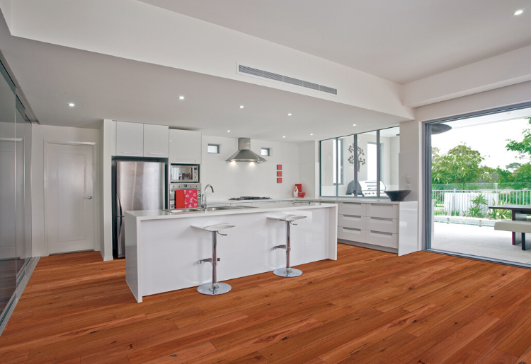 Australian-Native-Website-Sydney-Blue-Gum